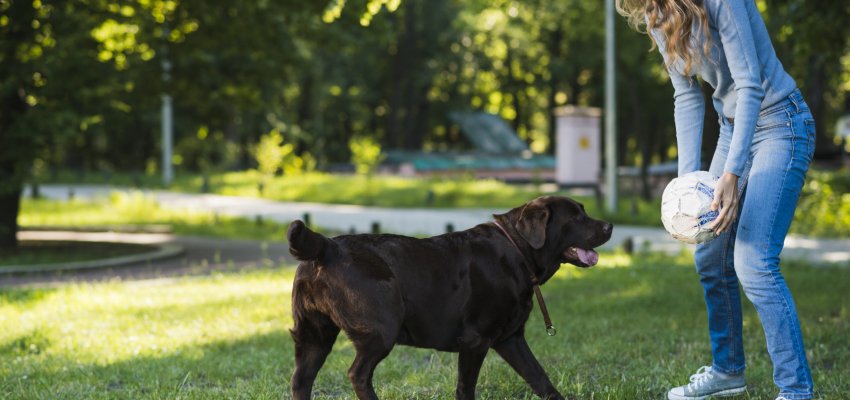 Carrapatos-sao-responsaveis-por-doencas-graves-tanto-em-animais-como-em-humanos-Freepik