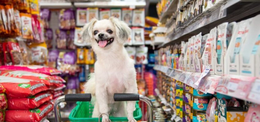 Bangkok,,Thailand,-,April,8,,2017,:,Dog,So,Cute