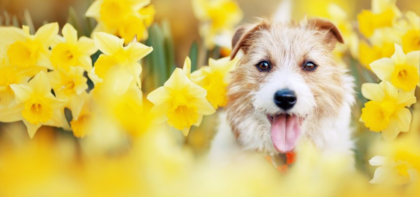 Happy,Cute,Pet,Dog,Puppy,Smiling,In,Daffodil,Flowers.,Spring,