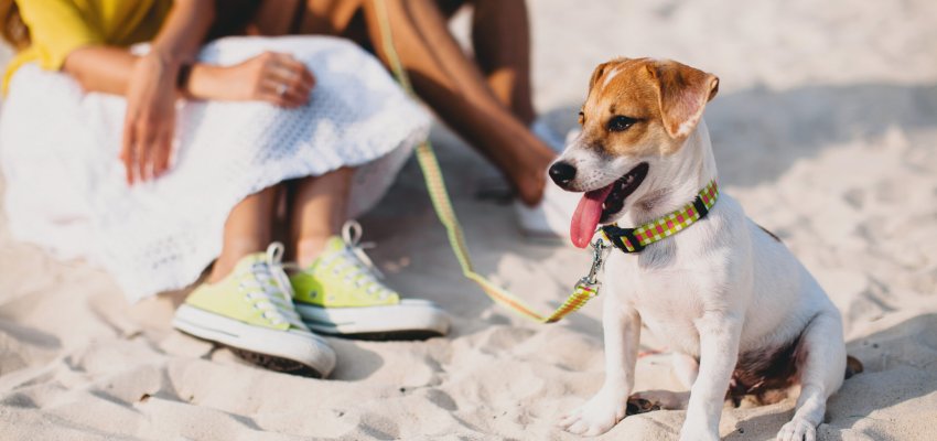 young stylish hipster couple in love walking playing dog puppy jack russell, tropical beach, cool outfit, romantic mood, having fun, sunny, man woman together, horizontal, vacation, house home villa