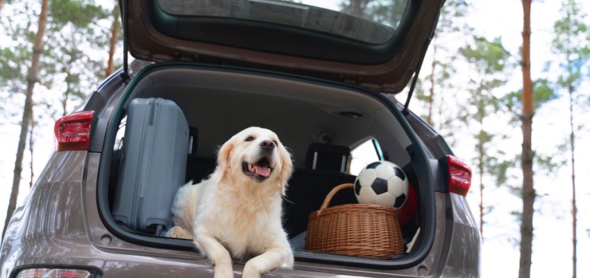 cute-dog-laying-trunk-low-angle