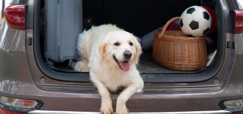 cute-dog-laying-trunk