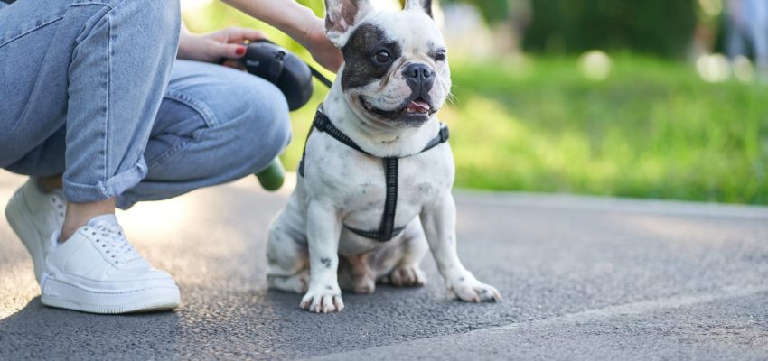 front-view-cute-male-french-bulldog-sitting-road-looking-aside-unrecognizable-female-owner-holding-pet-using-leash-having-rest-nearby-city-park-domestic-animals-pets-concept-scaled