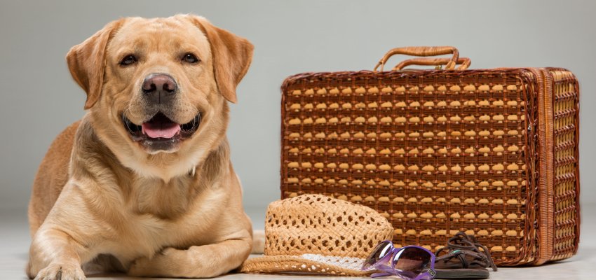 Labrador with the suitcase  isolated on a gray background.