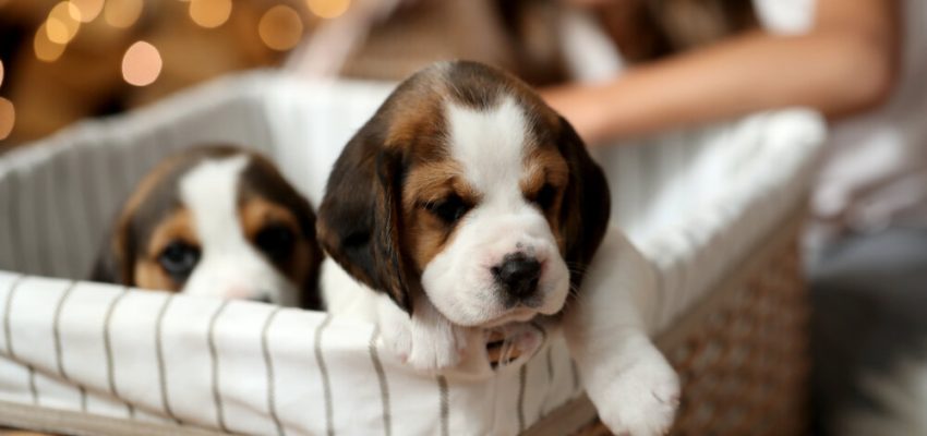 Little girl with puppies during Christmas eve