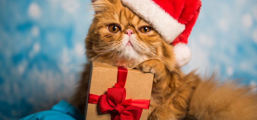 Red Persian cat in red Santa Claus hat with gift box on a blue Christmas background with snow